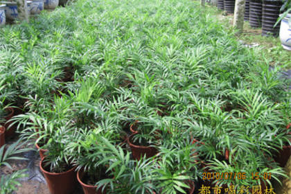 南寧植物租賃與養(yǎng)護服務(wù) 打造綠色空間的全方位解決方案