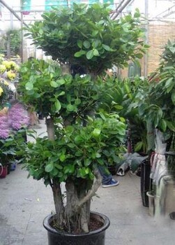 大型植物租賃新標桿 博美欣悅園林綠化租賃公司引領(lǐng)綠色潮流